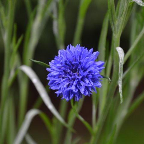 Small, button-shaped blue flower
