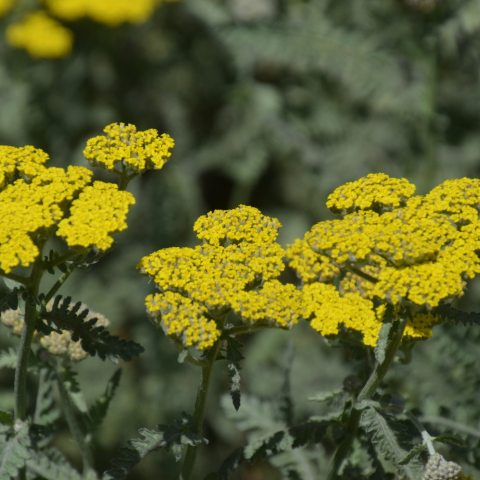 Clusters of bright yellow flowers atop green-gray fern-like foliage