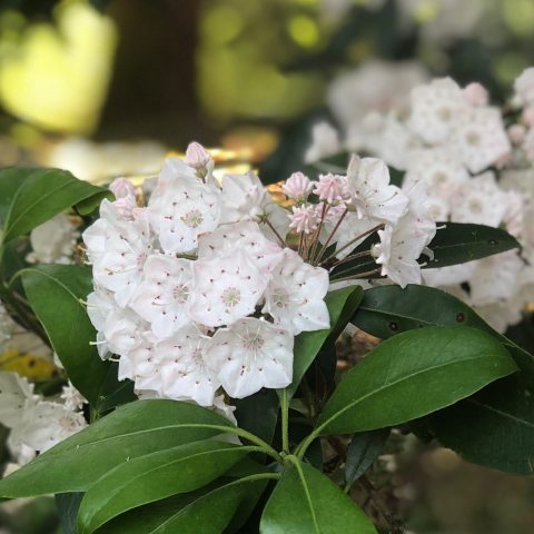 Evergreen shrub with clusters of white cup-shaped flowers