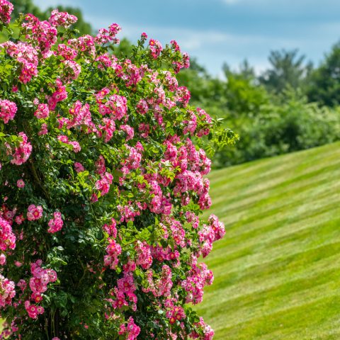 Archways abundant with small, bright pink roses.