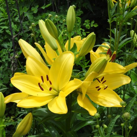 Bright yellow lily flower