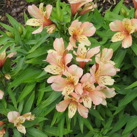 Peach flowers streaked with brown