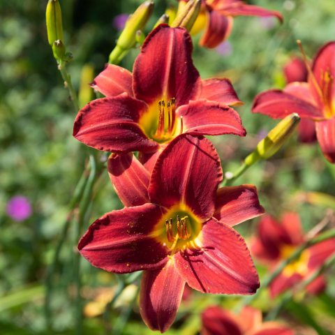 Bright red, trumpet shaped flower with yellow center and 6 peddles