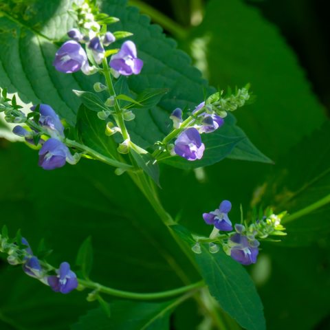 Tiny, purple flowers along stem branches