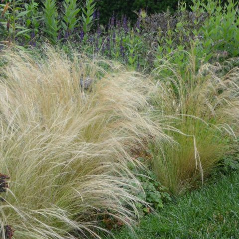 Wild, floppy, white topped grass
