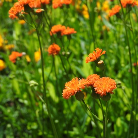 Small, orange puffs in groups of three on long, thin stem