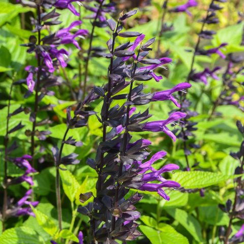 Tall stalk of purple layered flowers
