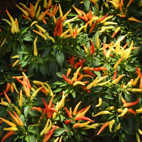 Spikes of small multi-colored peppers ranging from yellow to red