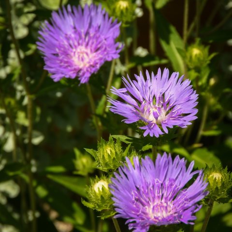 Small, purple flowers with many thin peddles 