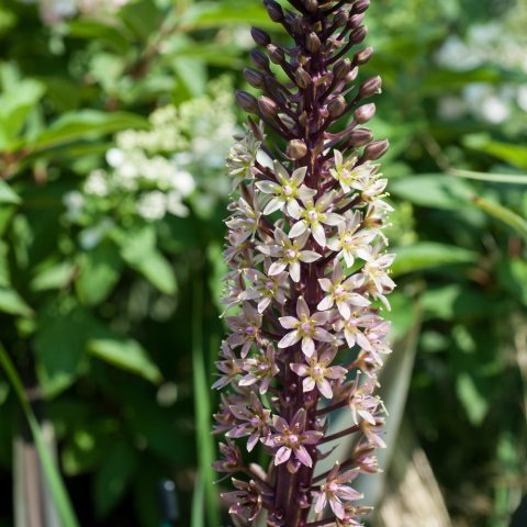 Tall spike of tinny purple, pink, and white flowers that darken on the way down