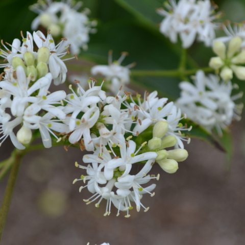 Tiny, white flowers bunched together