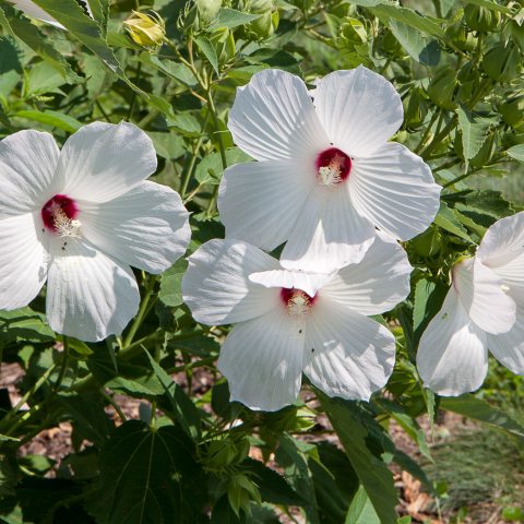 Large white, five peddled flower with a splash of red in the center