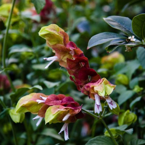 Red and white shrimp shaped flowers