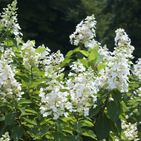 Cone shaped spear of white flower clusters