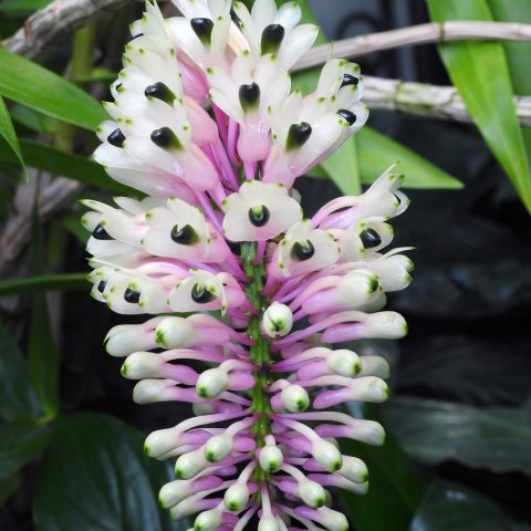 Pink, green, and white flowers bunched together drooping down