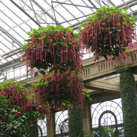 Large hanging baskets with green leaves and long, bright pink flower tails