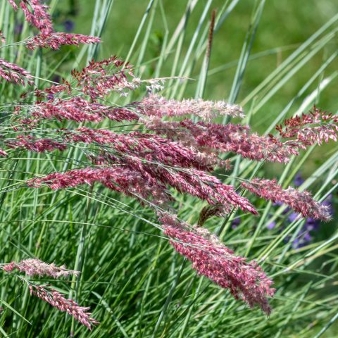 Green grass with pink flower plumes