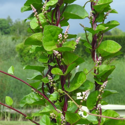 Red vine with green curved leaves and pink spikes of flower buds