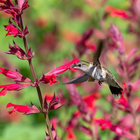 Spike of bright red tubular flowers and a ruby-throated Hummingbird