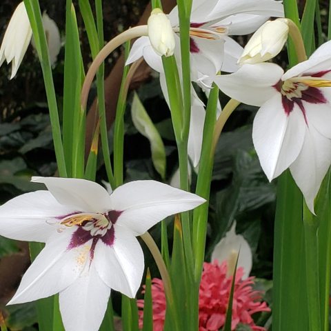 Six pointed white peddles surrounding a red and yellow centered flower