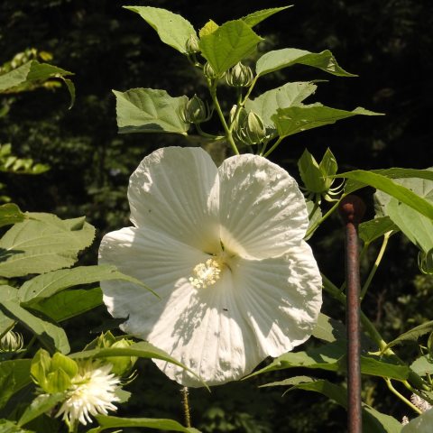 Large, white, 5-petaled hibiscus flower.