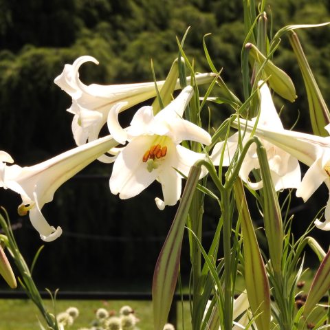 Tall, white, trumpet-shaped lilies
