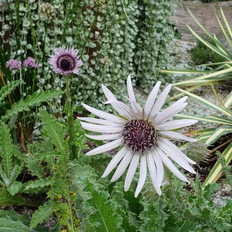 Purple flower with dark center and a ring of thin petals.