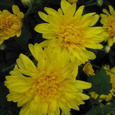 Yellow petals layered on top of each other to form flowers