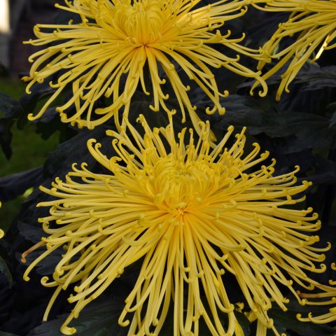 Large, yellow flowers with long thin petals