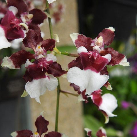 Deep red and white petals
