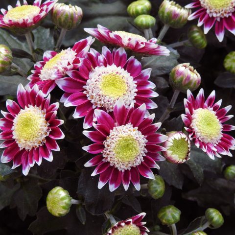 Yellow centered flowers with deep pink petals with white tips