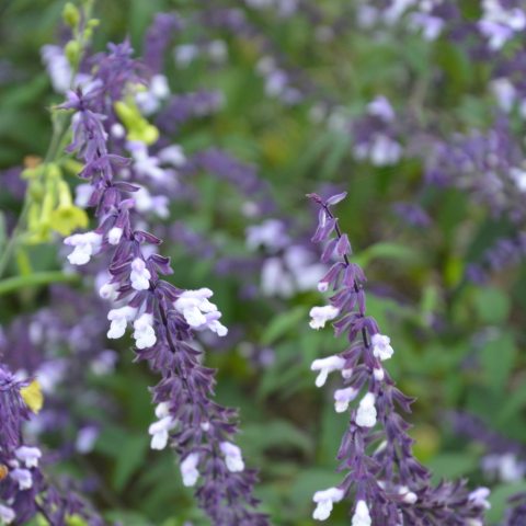 Stalks of tiny purple flowers