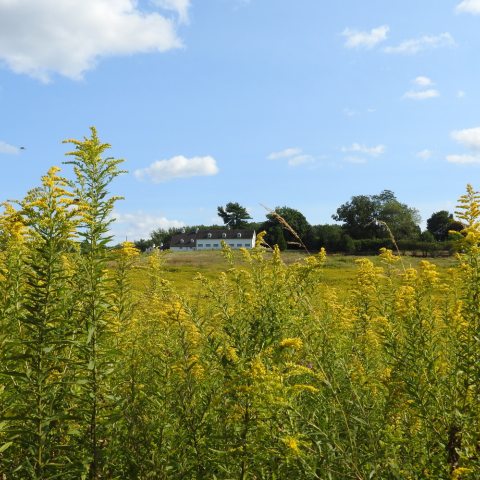 Field of tall yellow flowers