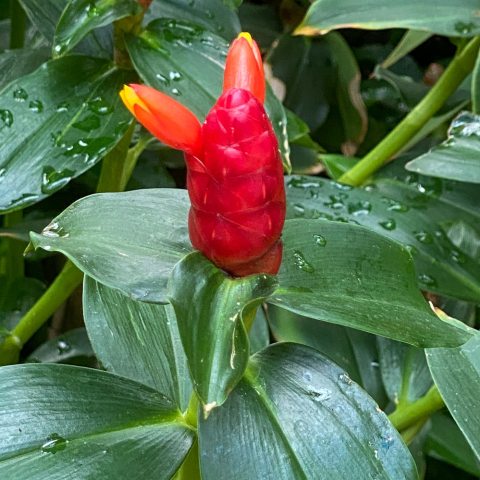 Red cone shaped flower with two petals sticking out