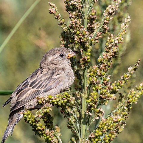 House Sparrow eating seeds off of a seed stalk