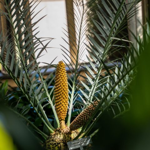 Light orange cones in center of long, tall palms