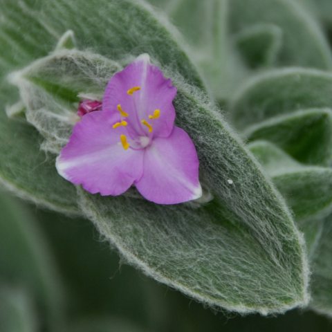 Purple three petaled flower on a fuzzy leaf