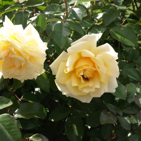 Two white roses and one insect