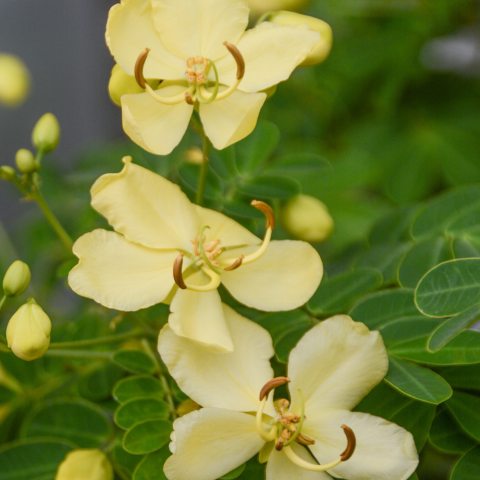 Five cream colored petaled flowers