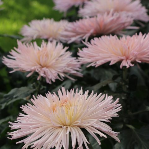 Large, pink flowers with thin spiky petals