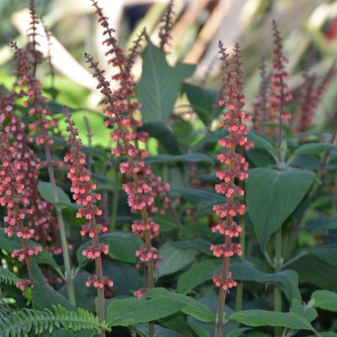 Spikes of tiny pink flowers above green leaves