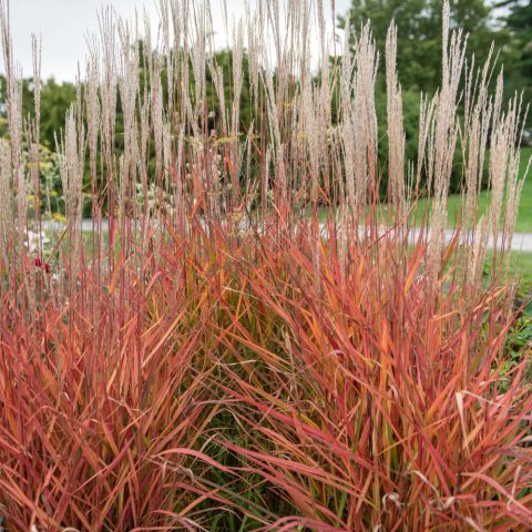 Bright red grass with tall feathery seeds
