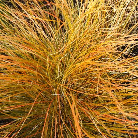 Long thin blades of bright orange, yellow, and red