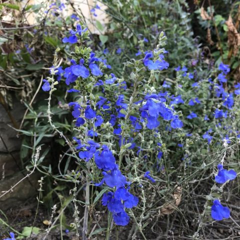 Bright blue flowers going down long stems
