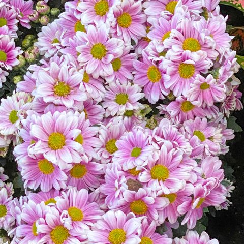 Small, pink flowers that are dark pink at the base and light pink at the tips of the petals and a yellow center