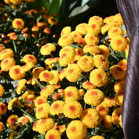 Light orange pompon shaped flowers with deep orange centers