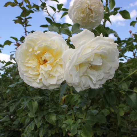 White flower with layered thin, curved petals
