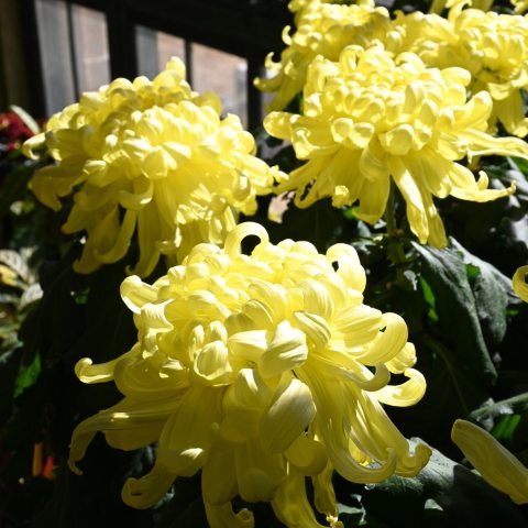 Yellow flowers with curly petals