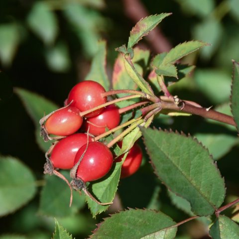 Red berries clustered at ends of stems