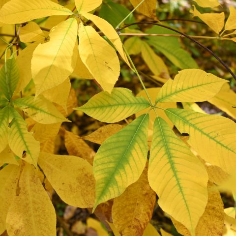 Yellow, five leaved clusters leaves